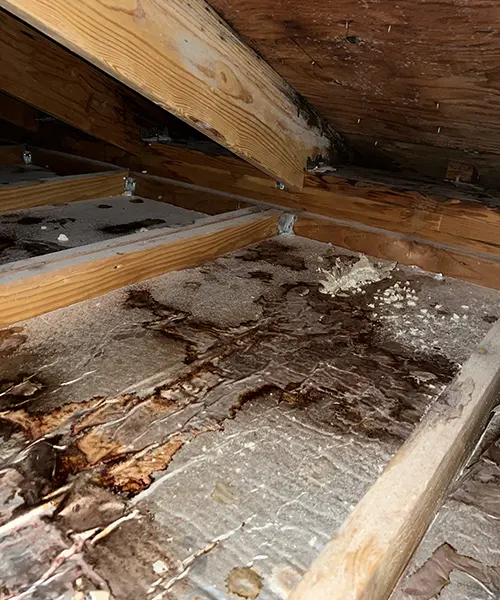Mold Remediation in Attic Over Pool in Bellevue 